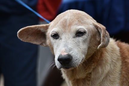 Pupi, one of the community dogs in Sierra Leone.