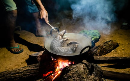 An unconscious pangolin is held by the next by poachers, being boiled while probably still alive.