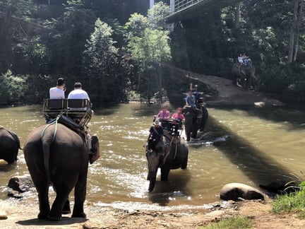 Elephants giving rides at Maetaeng elephant camp in Thailand. Credit line: world animal protection