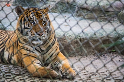 A caged tiger.