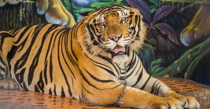 A captive tiger used for photos at an undisclosed location