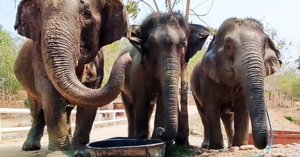 Elephants eating at BLES (Boon Lott’s Elephant Sanctuary)