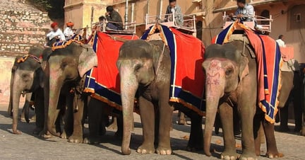 Elefantridning vid Amer Fort
