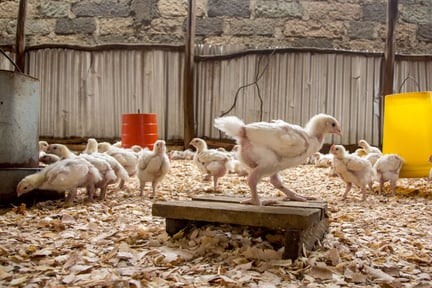 19 day old broiler chickens in an indoor farming system