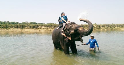 An elephant used for riding and bathing with tourists, Chitwan, Nepal - World Animal Protection