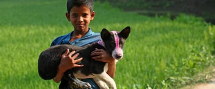 Dogs in Bangladesh