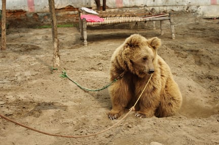 Bear in captivity