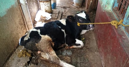 calf tethered with a rope