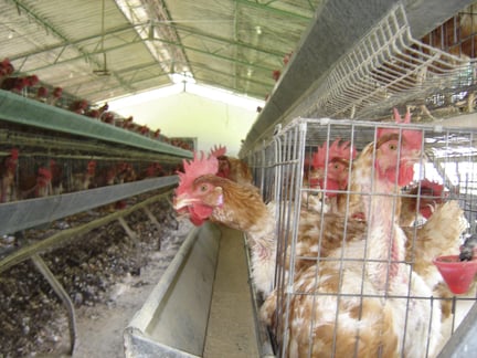 Chickens in a factory farm