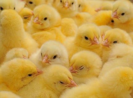 chickens in factory farming 