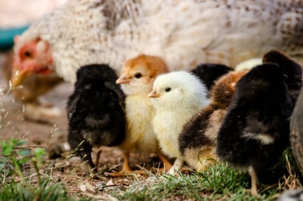Chickens. CREDIT: Michael Anfang on Unsplash