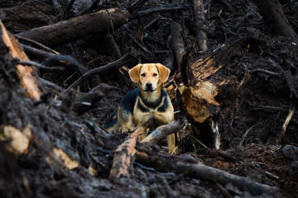 Dog in ruins after natural disaster