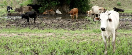 Animals in farming