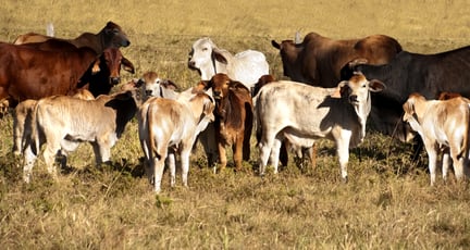 animals in farming 