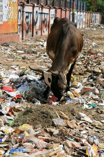 animals in farming