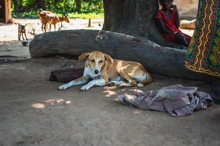 dogs are our best friends and heroes