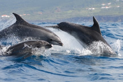 Taking action against Taiji’s annual dolphin hunt