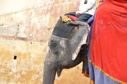 Amer Fort Elephant Ride 