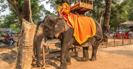 Elephants used for rides are tortured 