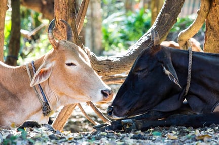 animals in farming 