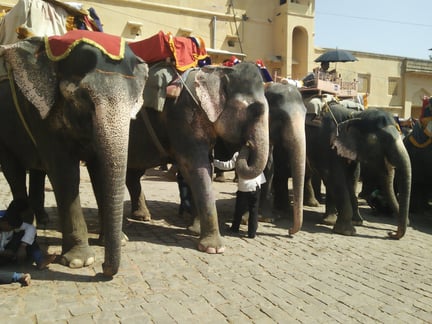 Elephants used for rides at Amer Fort  Jaipur 