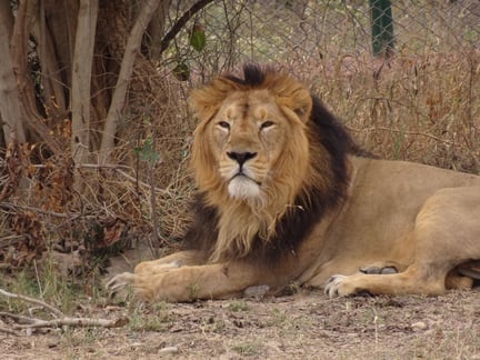 lion image by Shubhobroto Ghosh 