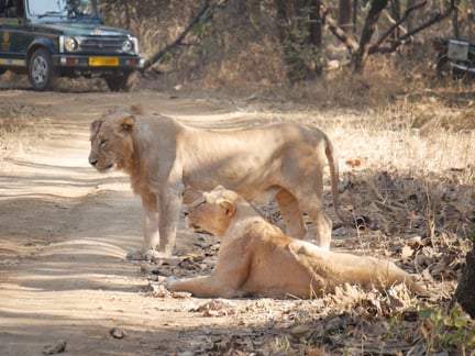 Lions by sunny shah