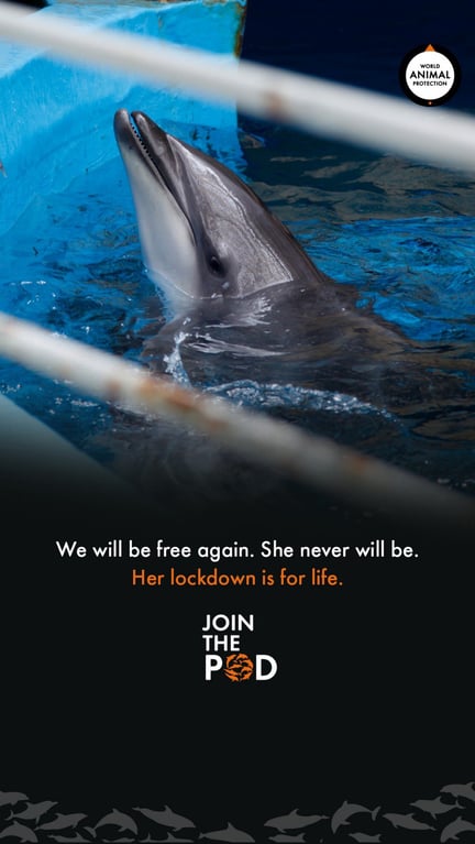 Dolphin in small tank behind rusty bars - World Animal Protection