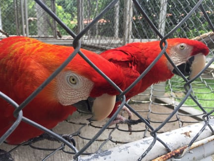 Macaws in captivity at a breeding facility in Rio de Janeiro, Brazil - World Animal Protection