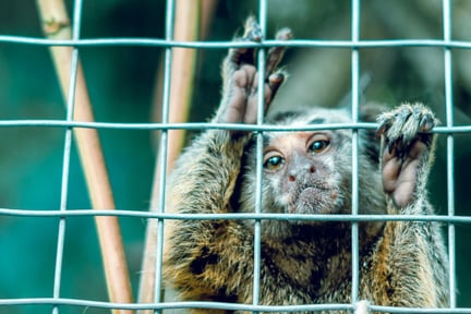 monkey in cage