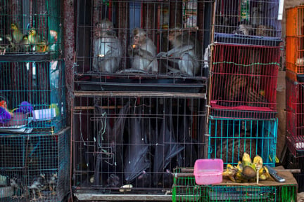 Macaques, bats, and civets at a market in Jakarta, Indonesia. Photographer: Aaron Gekoski