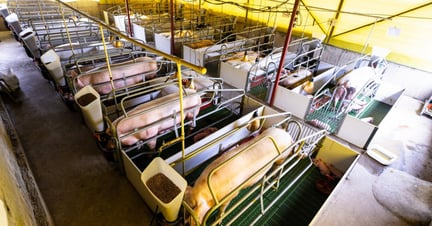 Mães porcas em gaiolas de gestação na pecuária industrial intensiva