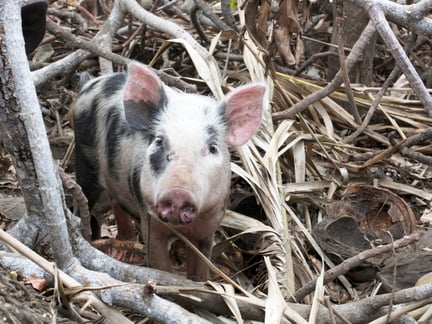 A pig stands amid fallen debris on Epi Island, Vanuatu.
