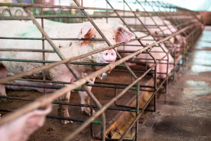 Pig looking through cage on factory farm - World Animal Protection - Animals in farming