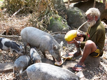 A farmer opens coconuts for his pigs on Epi Island, Vanuatu.