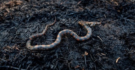 Cobra queimada em uma área que pegou fogo na Amazônia