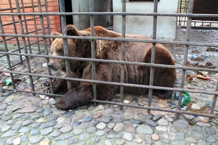 One of the bears kept in a cage at a restaurant in Sochi, Russia