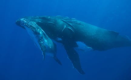 Japan banned from whale hunting research