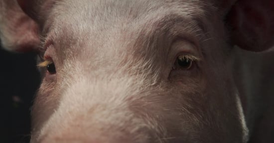 Un fragmento del video sobre la capacidad de los cerdos de sentir