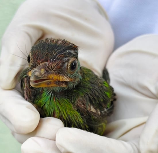 Bird in vets hand