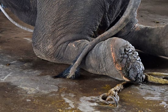 An abused elephant tied up with rope