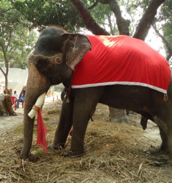 A tired elephant draped in decorative features