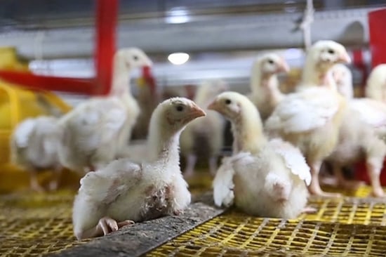 Baby chicks in a harsh factory farming setting