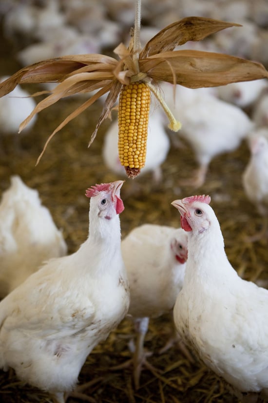 Multiple white chicks gathering around a half eaten corn on the cob