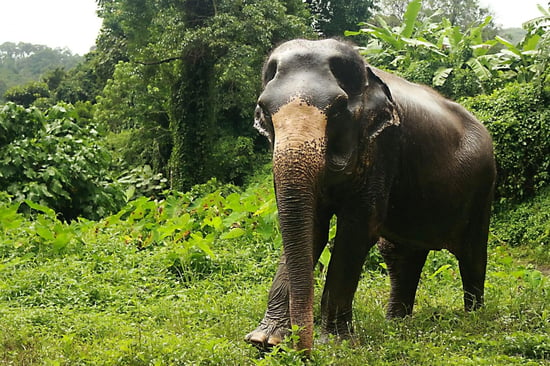 A large elephant surrounded by greenery looking at the camera