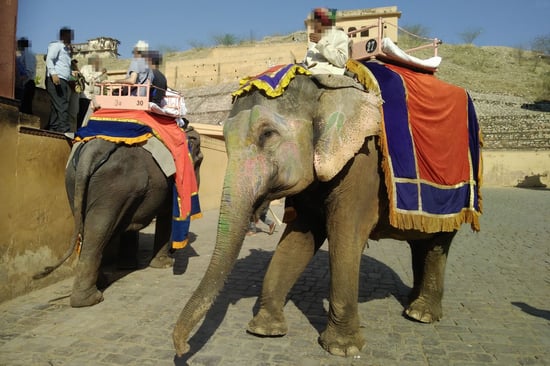 Two tired painted elephants draped in decorative features giving rides to humans