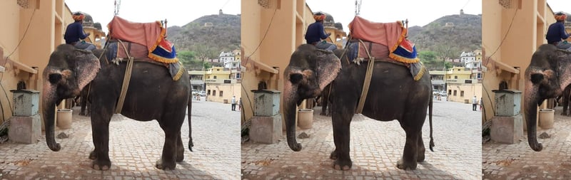 Captive elephants at Haathi Gaon in Jaipur, where elephants used for tourism are housed outside ride hours.