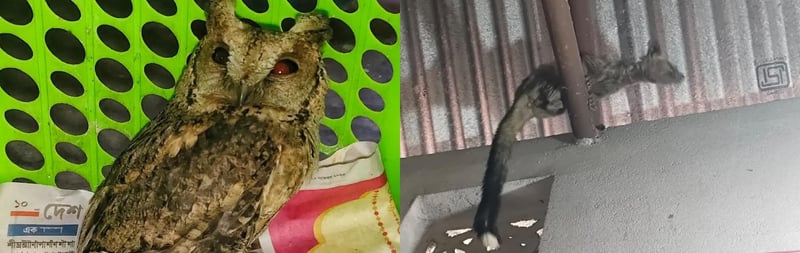 Collage showing rescued wildlife: a mottled brown owl sitting inside a crate after rescue, and an Asian palm civet clinging to a pipe in a building structure, highlighting wildlife found in distress in human-dominated spaces during January rescue operations.