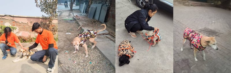 Collage of volunteers fitting winter jackets on community dogs in Delhi during December 2025. Dogs are seen wearing camouflage-style jackets while volunteers gently adjust and secure them, helping protect the animals from harsh winter conditions on city streets.