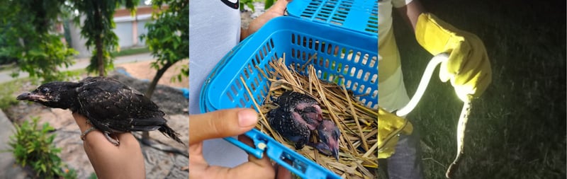 august_2026_animal_protector.jpg